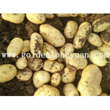 Fresh New Crop Potato Bonne qualité de Shandong